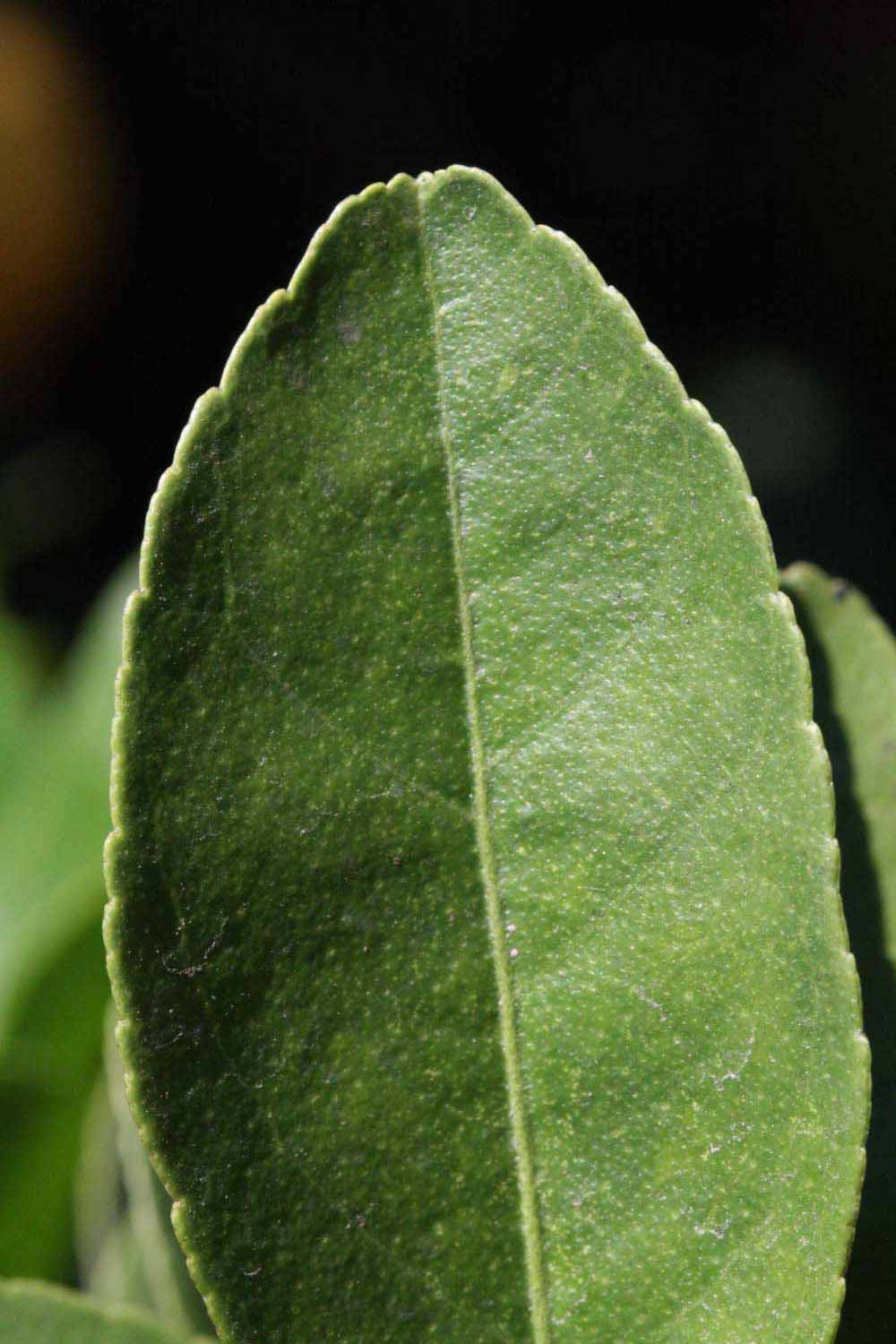              Margin (Riverside, CA)       